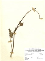 藏品(玉山當歸)的圖片